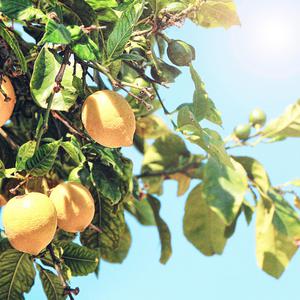 国产老头老妇女AAA片
